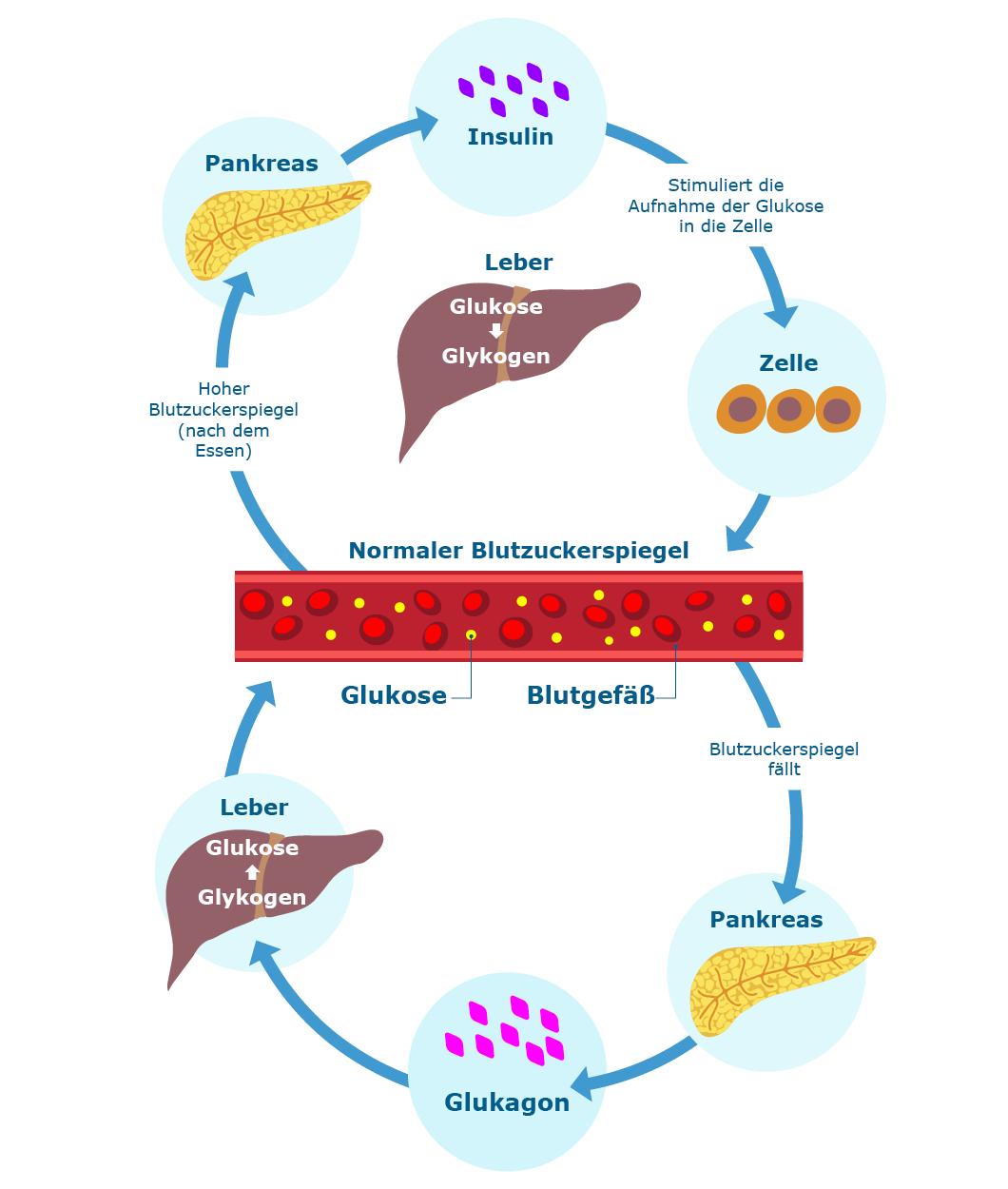Zusammenspiel von Pankreas und Leber, Insulin und Glukagon in einem Schaubild